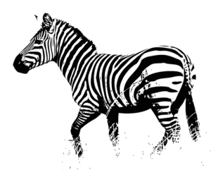 Cebra africana dibujo en blanco y negro