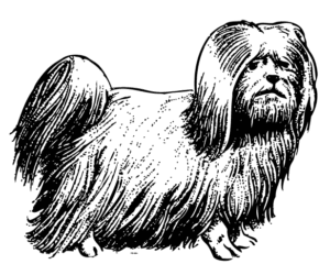 Ilustración de un perro bichón habanés