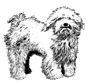 ilustración perro boloñés