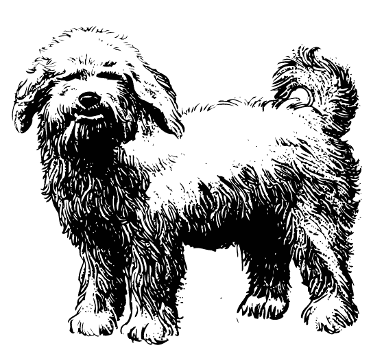 Ilustración gratis - Perro - Boloñés