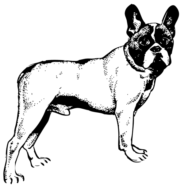 Ilustración gratis - Perro - Bulldog francés