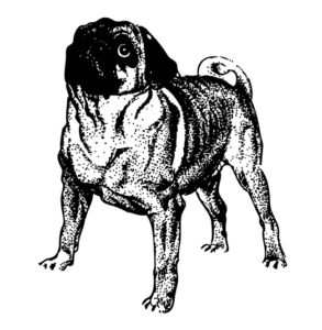 Perro Carlino – pug-dog