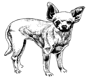 Perro Chihuahua