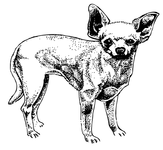Ilustración gratis - Perro - Chihuahua