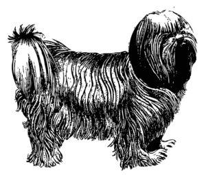 perro lhassa-apso