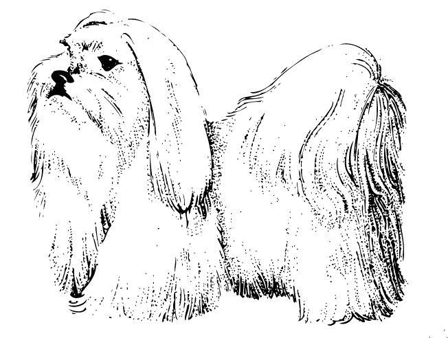 Ilustración gratis - Perro - Maltés 
