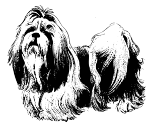 Perro Shih Tsu