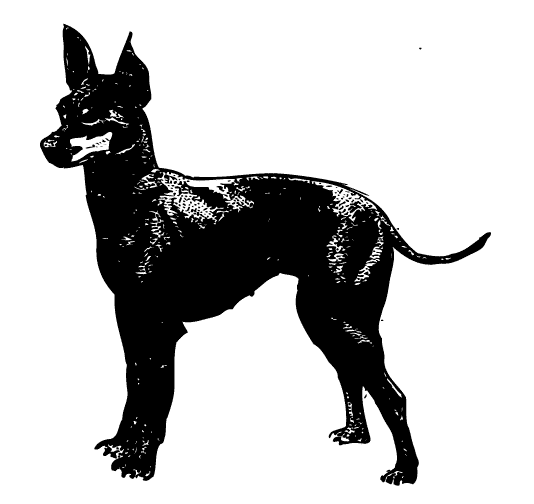 Ilustración gratis - Perro - Toy Terrier