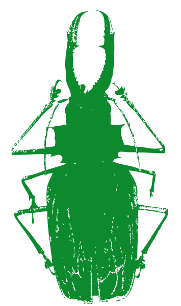 Ilustración gratis - Escarabajos