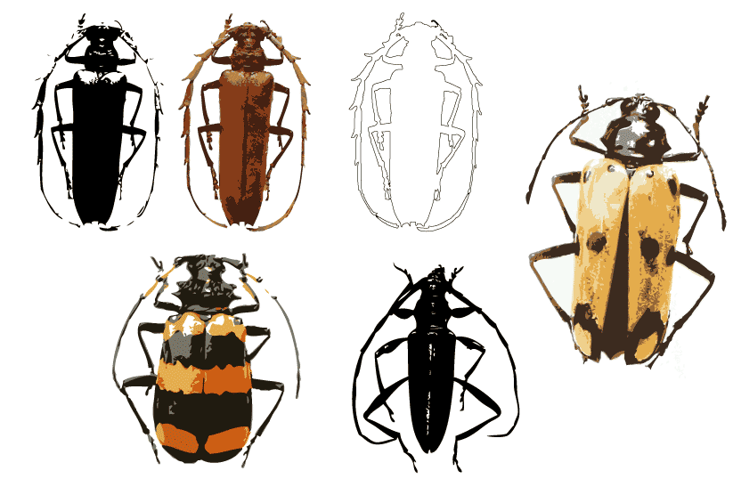 Ilustración gratis - Escarabajos