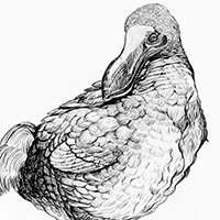 Ilustración del Pájaro Dodo