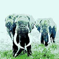Elefantes africanos pintura digital