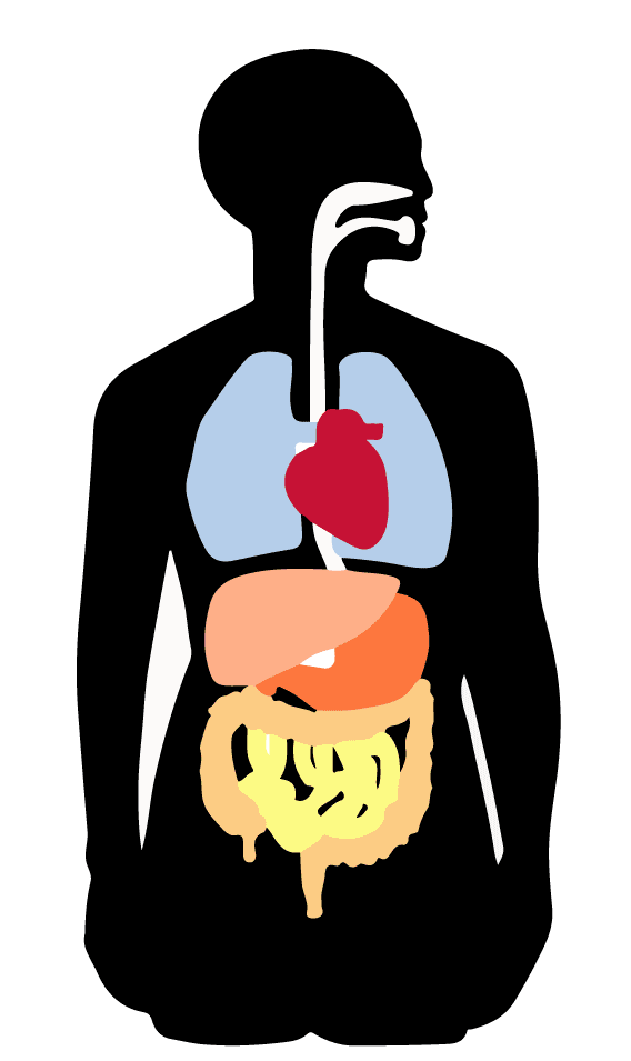 Ilustración gratis - Órganos del cuerpo humano