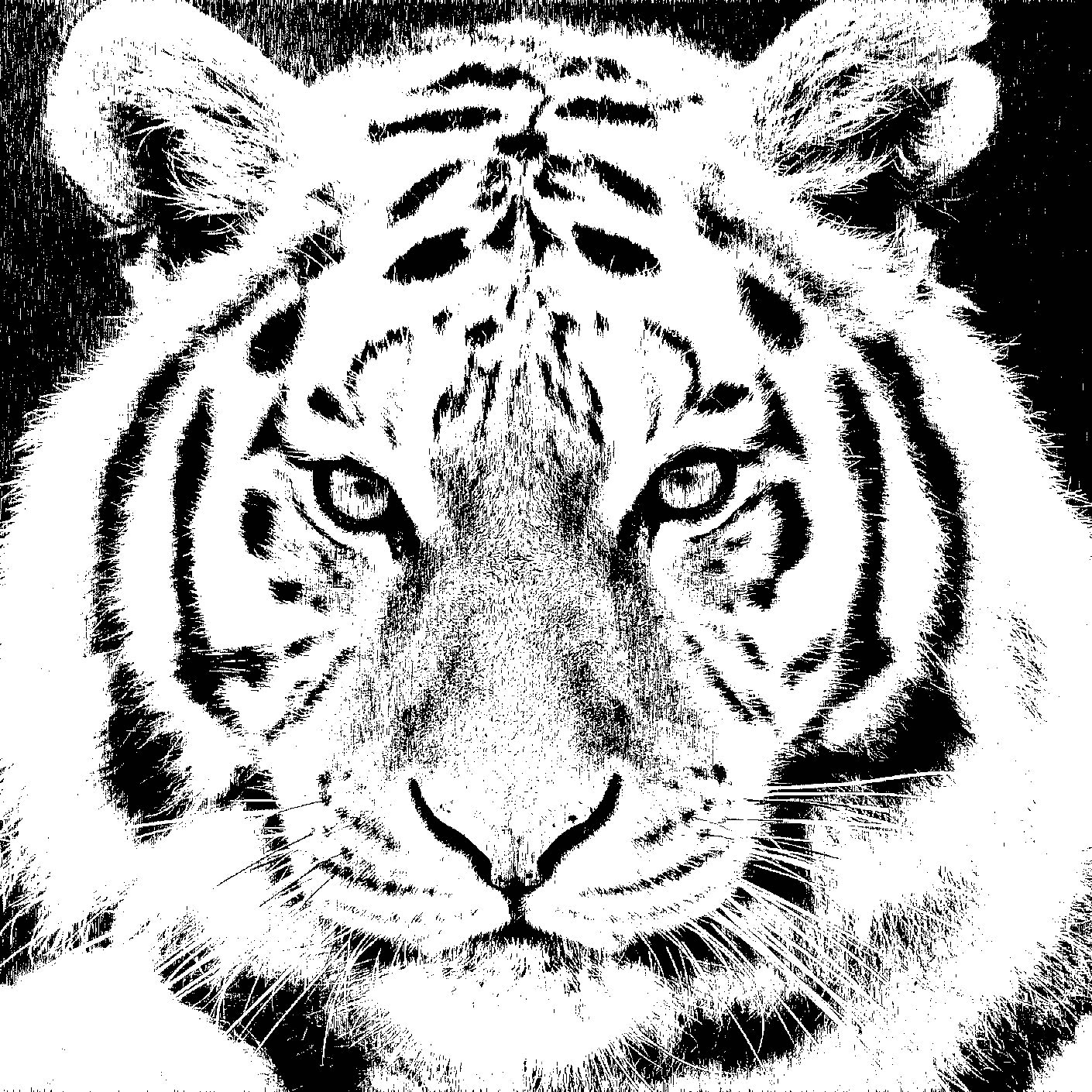 Tigre de rostro sereno - Cristina Ilustraciones y diseño gráfico gratis