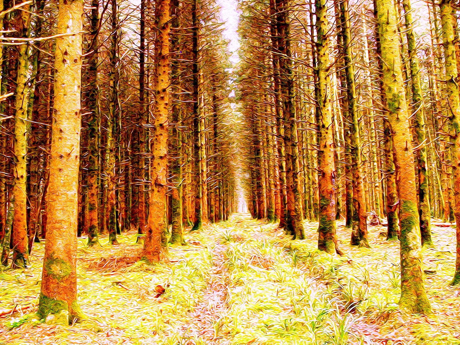 Ilustración gratis - Bosque de pinos en Irlanda
