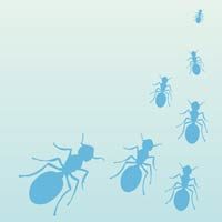 Fondo con hormigas