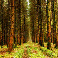 Bosque del norte de Irlanda