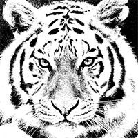 belleza tigre dibujo