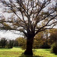 El árbol francés