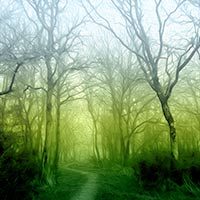 Camino con árboles y niebla