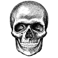 Ilustraciones de una calavera o cráneo humano