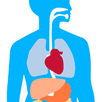 Los órganos del cuerpo humano