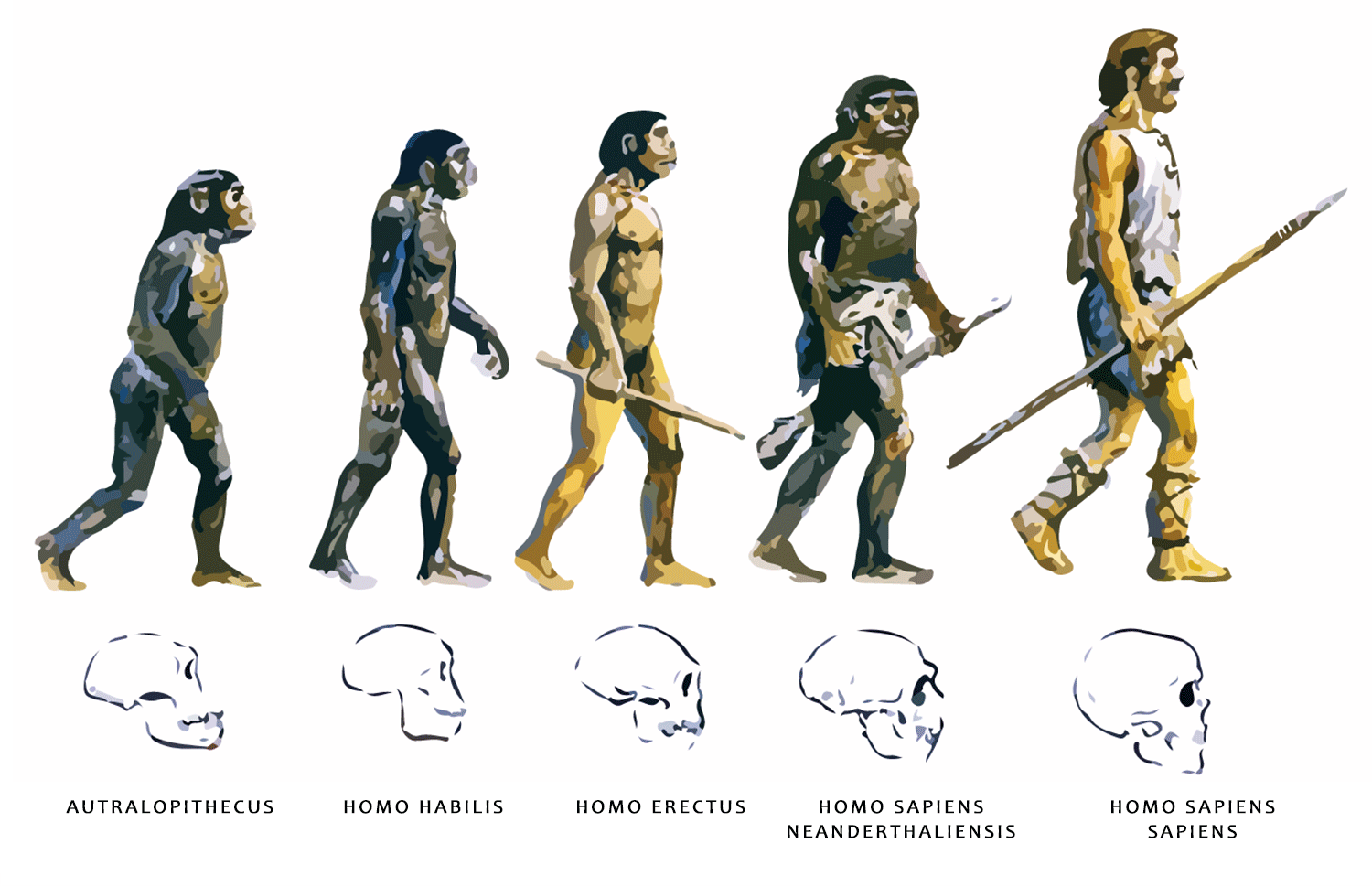 Ilustración Con La Evolución Del Hombre Cristina