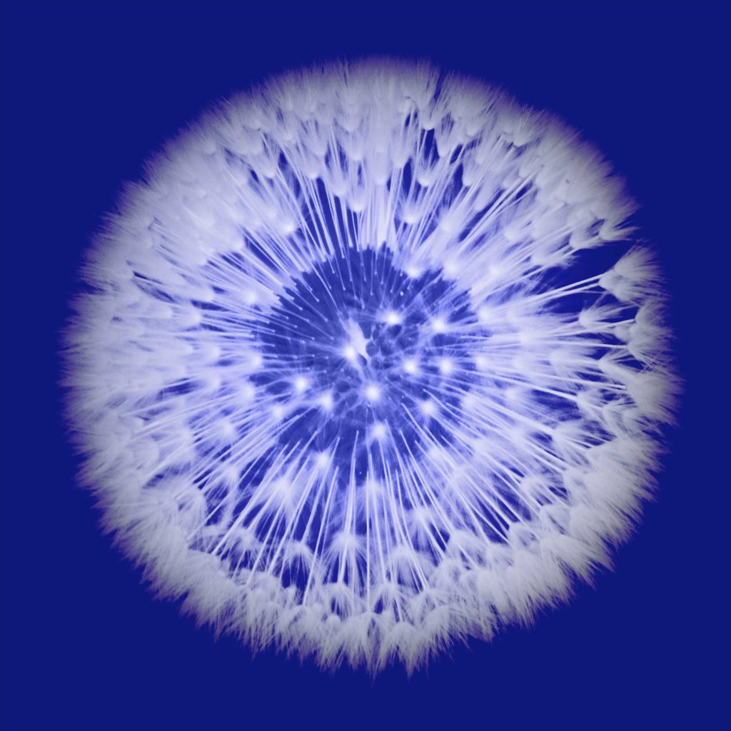 Flor de Diente de león blanco, efecto azul