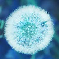 Flor blanca de Taraxacum officinale