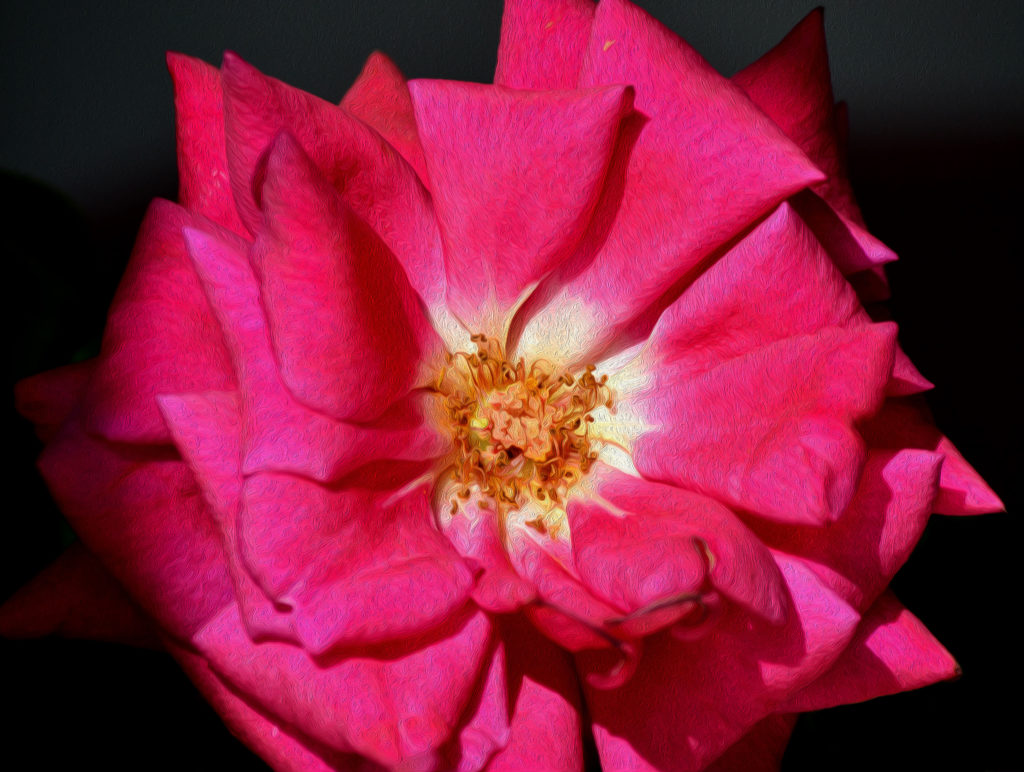 Ilustración de una gran rosa roja con efecto de aceite