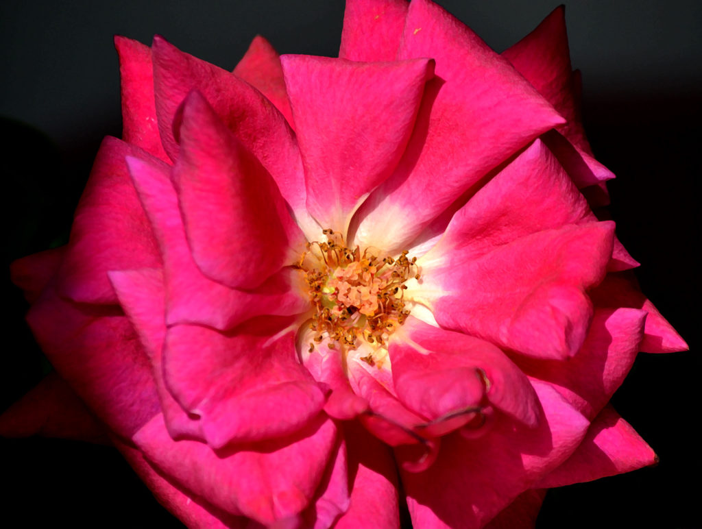 Ilustración de un efecto de pincel de rosa grande roja