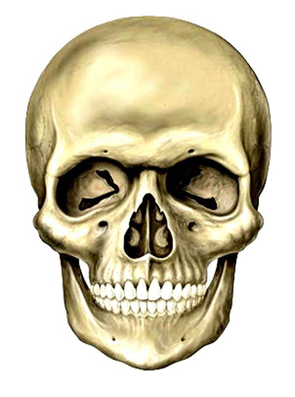 Ilustración gratis - Ilustraciones de una calavera o cráneo humano